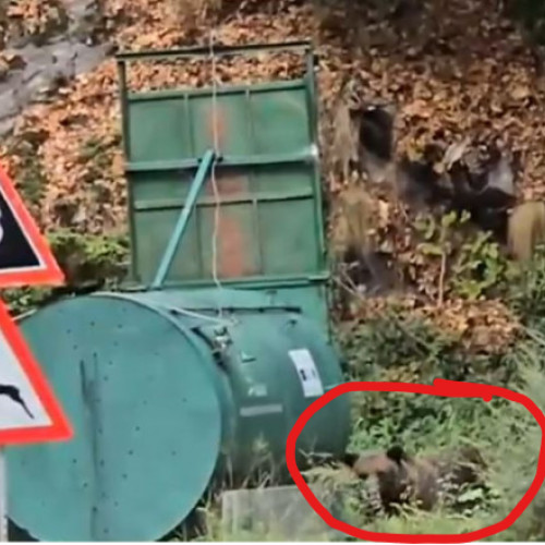 Incident pe Transfăgărășan din cauza turiștilor care fotografiează urșii