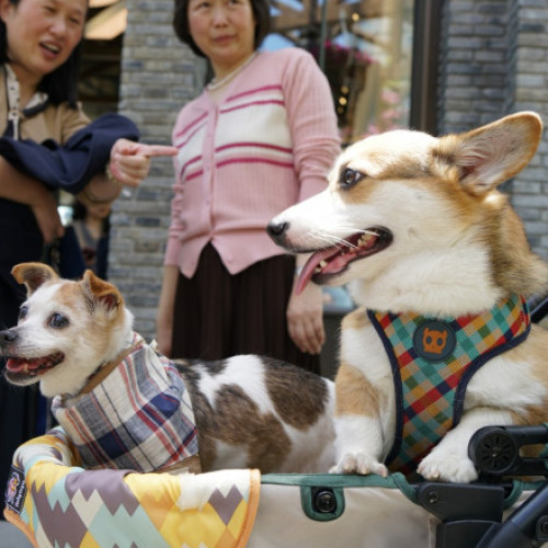 China se confruntă cu o populație în scădere și preferința pentru animale de companie