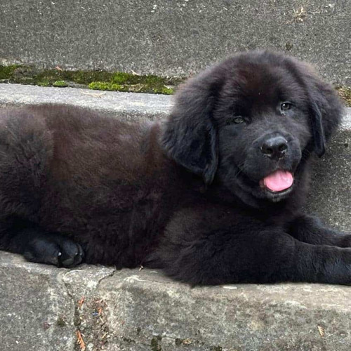 Omologarea provizorie a rasei Ciobănesc Românesc Corb se apropie