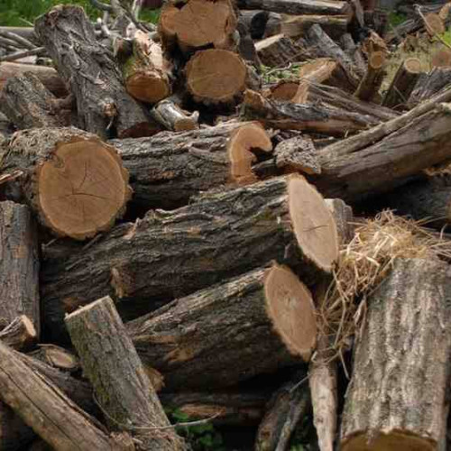 Verificări ale autorităților în domeniul protecției fondului forestier