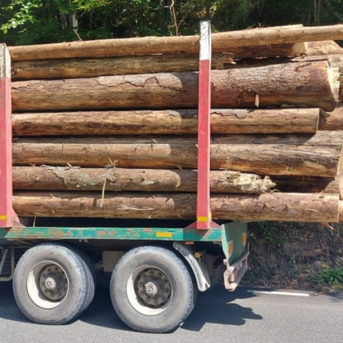Poliția din Brașov desfășoară acțiuni pentru respectarea legii în transportul de lemn
