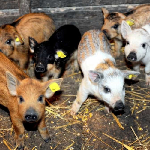 Trei persoane din Alba, judecate pentru un conflict legat de un coteț de porci