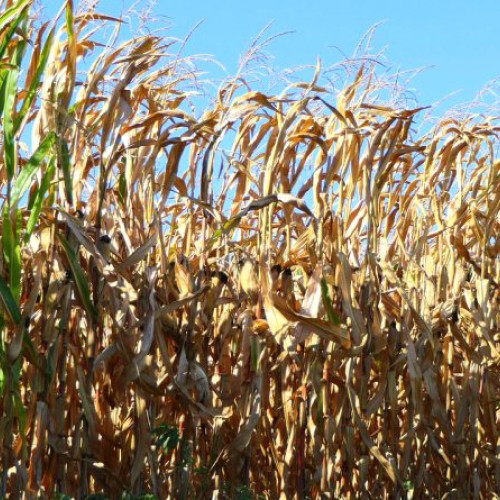 Filipineza dispărută din Beriu găsită în stare critică