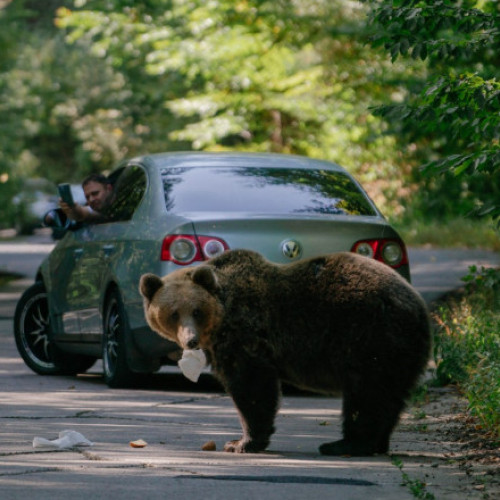 Uciderea carnivorelor mari în Europa stârnește controverse