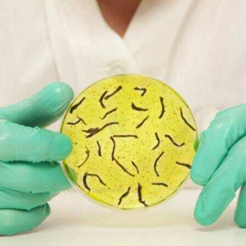 Primul caz de holeră în Bulgaria după mai bine de un secol