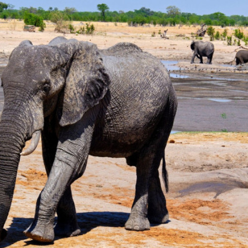 Zimbabwe va sacrifica 200 de elefanți pentru a ajuta comunitățile afectate de foamete