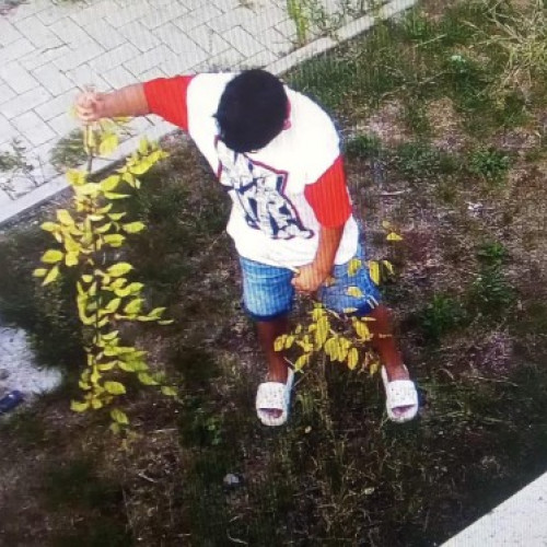 Adolescenți din Botoșani filmat rupe arborii ornamentali dintr-un parc