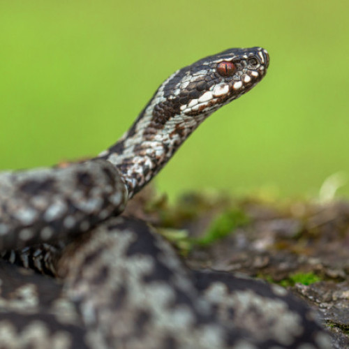 Muscaturile de șarpe provoacă în fiecare an zeci de mii de decese, avertizează OMS