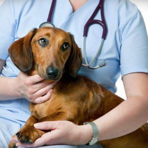 Campanie gratuită de sterilizări pentru câini și pisici la Găești