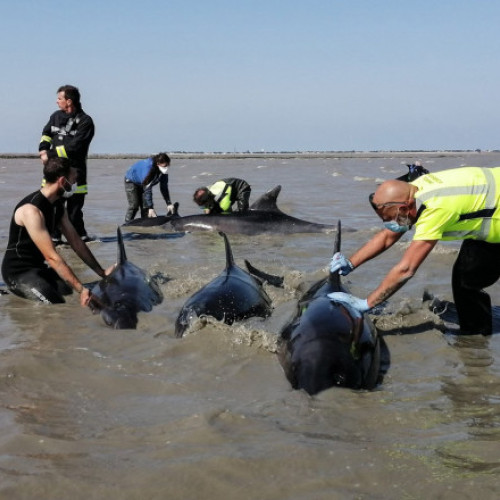 Salvarea a 17 delfini pe insula Re, în sud-vestul Franței