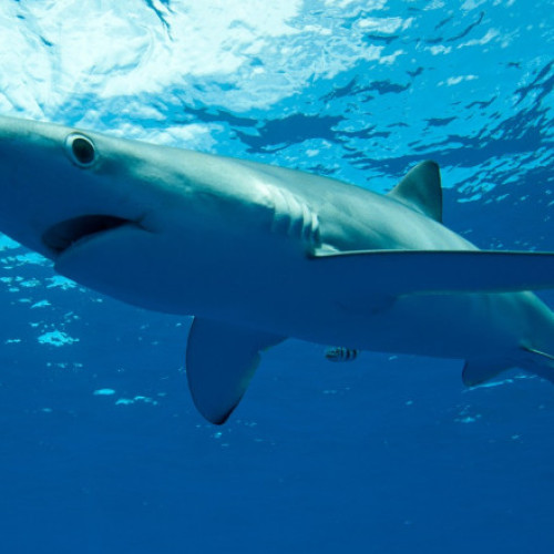 O turistă germană a murit după un atac de rechin în Atlantic