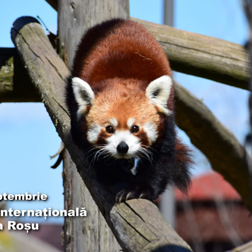 Grădina Zoologică Brașov sărbătorește Ziua Internațională a Panda Roșu