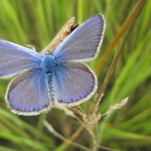Fluturi exotici expuși la Grădina Botanică "Alexandru Borza" din Cluj-Napoca