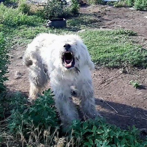 Jandarmii din Satu Mare prind un câine agresiv care teroriza cetățenii