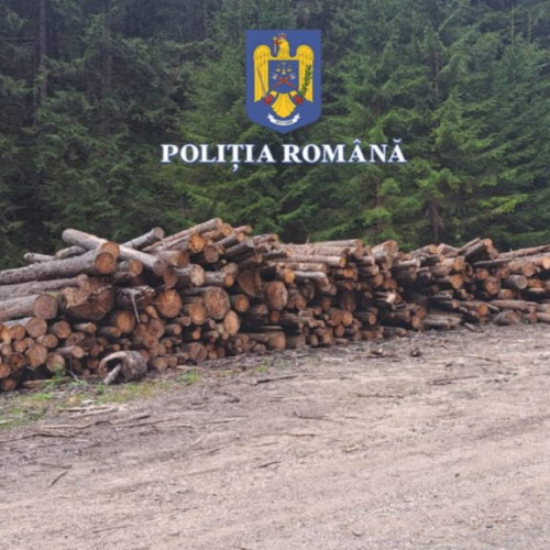Verificări ale poliției în județul Brașov privind respectarea legislației forestiere
