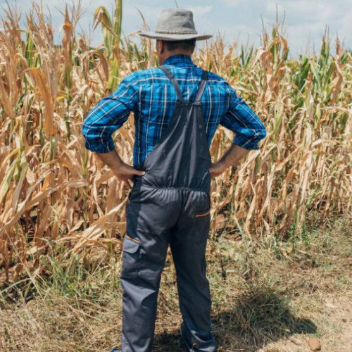 Peste 138.000 de fermieri cer evaluarea pagubelor provocate de secetă