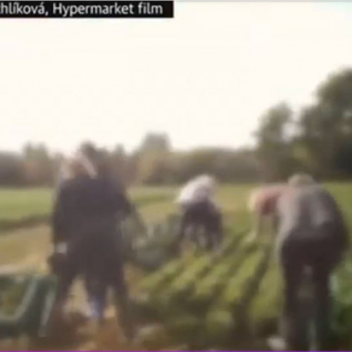 Condiții dificile și salarii mici pentru muncitorii din fermele din Germania