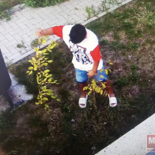 Căutări pentru identificarea unui copil care a distrus arbori ornamentali în Botoșani