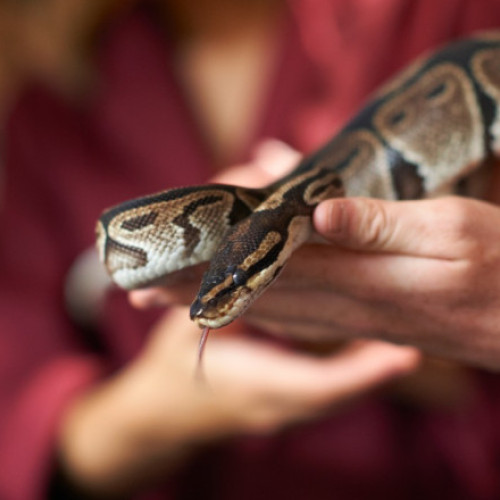 Femeie din Thailanda atacată de un piton în propria locuință