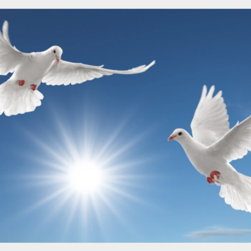 Ziua Păcii, celebrată la Oradea cu evenimente dedicate