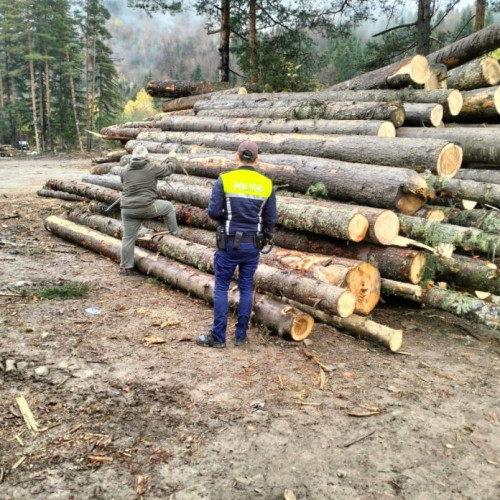 Material lemnos confiscat în urma unei acțiuni silvice în Vrancea