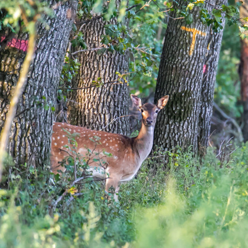 Imagini spectaculoase surprinse în pădurile județului Botoșani
