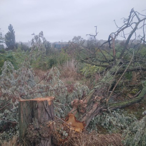 Doi bărbați implicați în defrișarea arborilor din parcul IOR