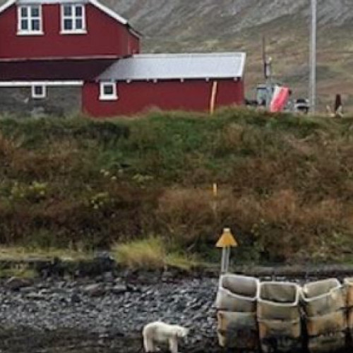 Urs polar ucis în Islanda după o apariție rară