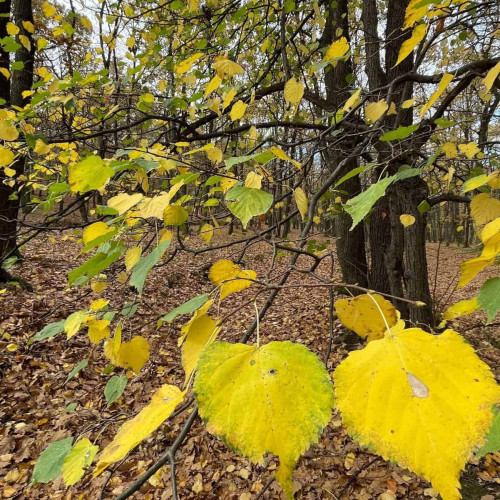 Echinoctiul de toamnă 2024