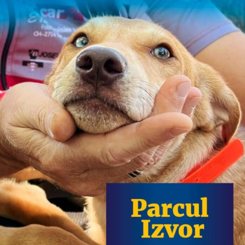 Târg de adopții canine în Parcul Izvor