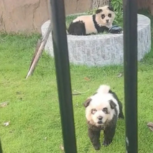 O grădină zoologică din China folosește câini vopsiți drept urși panda