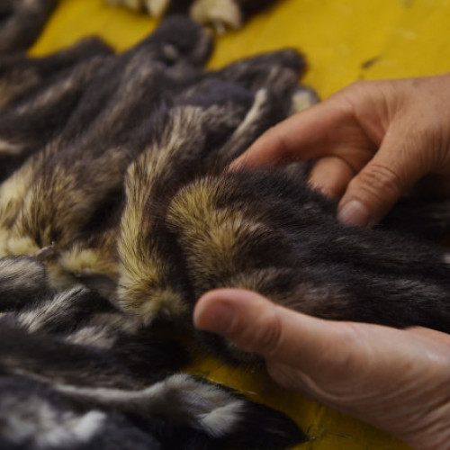 Virusii periculoși din fermele de blană, un risc pentru sănătatea publică