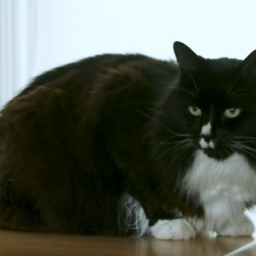 Marley, pisica anului în Marea Britanie, aduce bucurie femeilor dintr-un adăpost