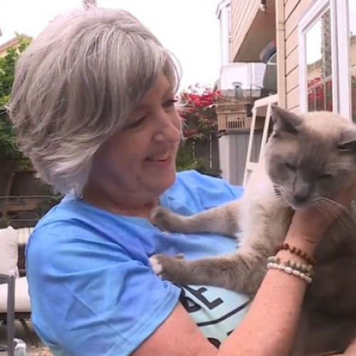 Un cuplu din California își regăsește pisica după două luni de căutări