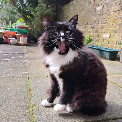 Marley, pisica anului în Marea Britanie