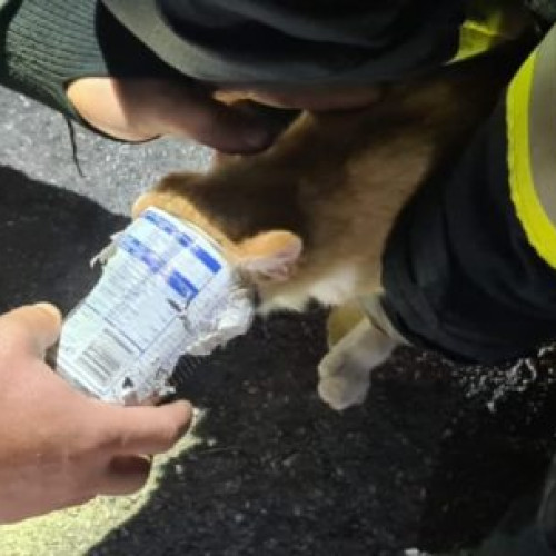 Pisică salvata de pompieri după ce s-a blocat într-o conservă pe stradă