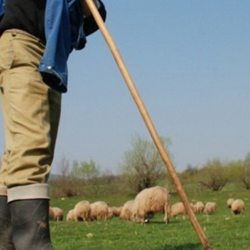 Protest al oierilor programat pentru luni la București