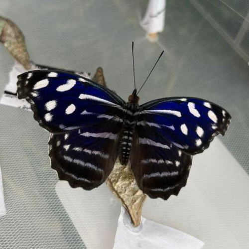 Fluturii tropicali încântă vizitatorii la Grădina Botanică "Alexandru Borza"