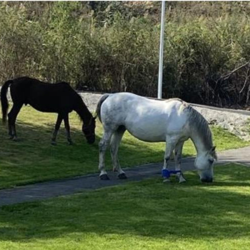Doi cai, unul cu picioarele legate, surprinși în Parcul Cetatea Fetei din Florești