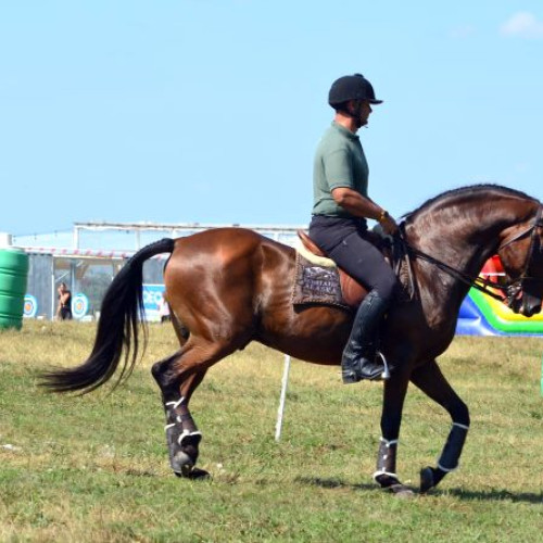 Concurs de echitație la Târgu Mureș în 2024