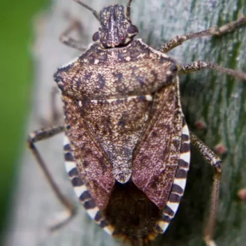 Plosnița, insecta care invadează locuințele pe timpul iernii