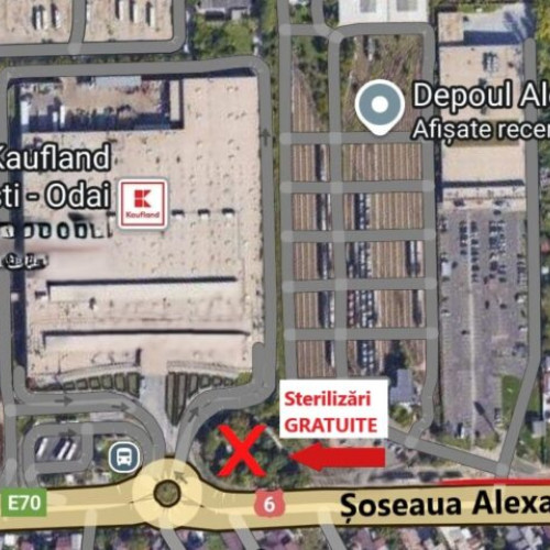 Sterilizări gratuite pentru câinii de rasă comună în Sectorul 5