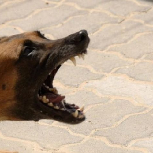 Poliția din Baia Mare descoperă un adăpost ilegal pentru câini