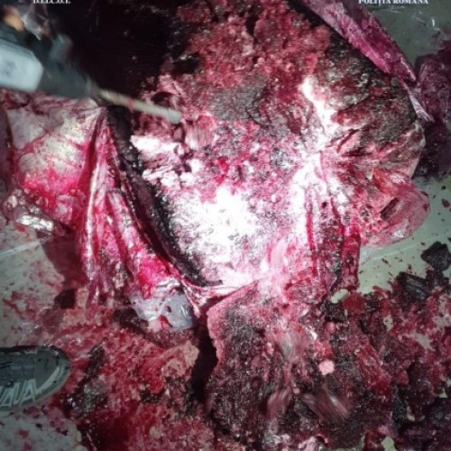 Captură record de cocaină în Portul Constanța, în cadrul operațiunii "EXOTIC"