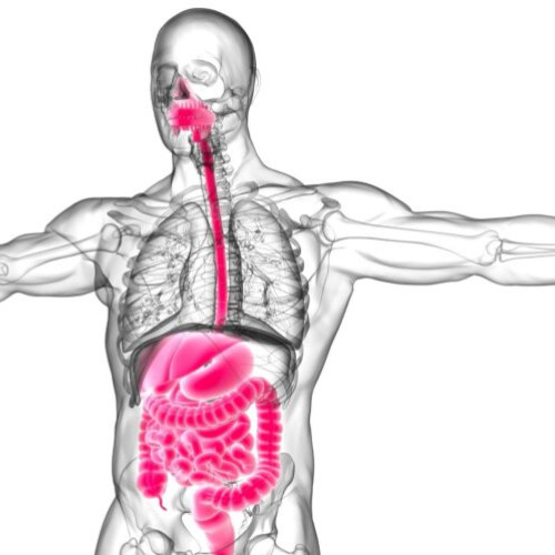 Un nou studiu subliniază importanța proteinelor alimentare pentru imunitatea intestinală