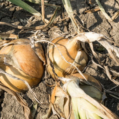 Jorg Dornau folosește deținuți politici pentru muncă pe plantația sa din Belarus