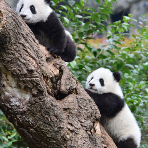 Doi panda de la grădina zoologică Ahtari din Finlanda, returnați înainte de termen din cauza costurilor ridicate