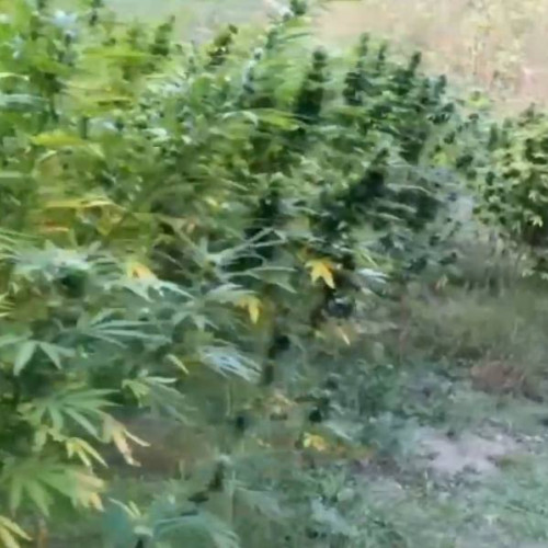 Două persoane arestate pentru trafic de droguri în Dâmbovița