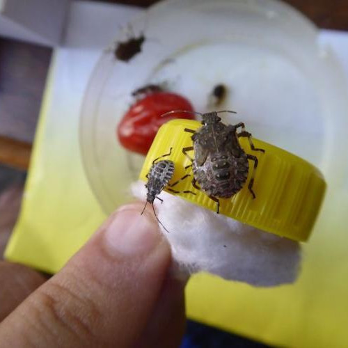 Plosnițele problemă în Borhanci, Cluj