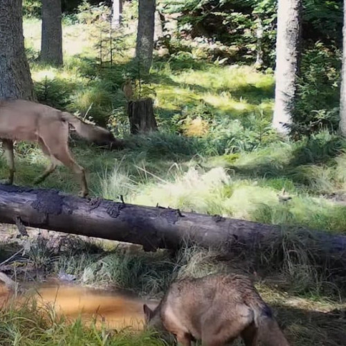 26 septembrie: Ziua Internațională a Munților Carpați